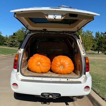 Jumbo Pumpkin (1)