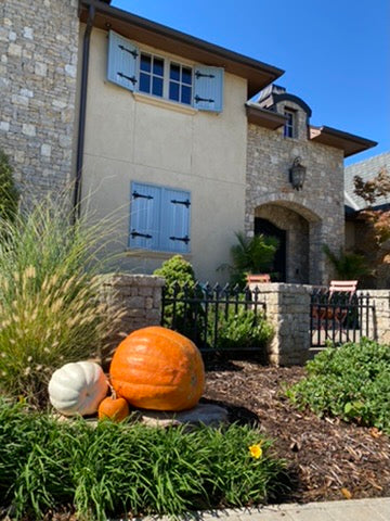 Jumbo Pumpkin (1)