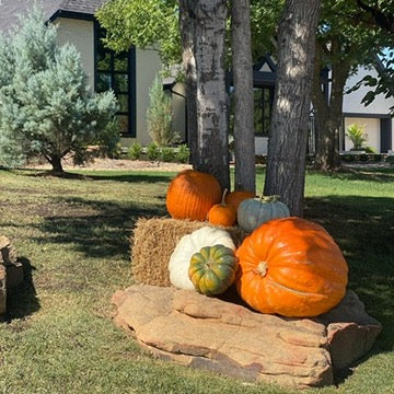 Jumbo Pumpkin (1)